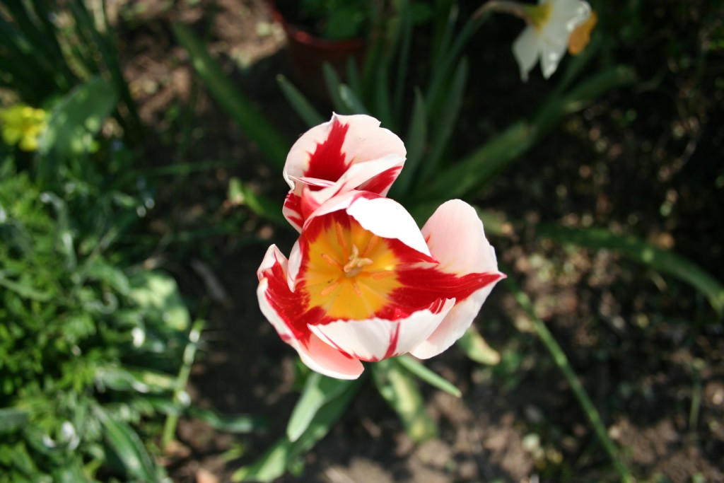 Fiori sul mare-Isola Capo Rizzuto (Crotone)